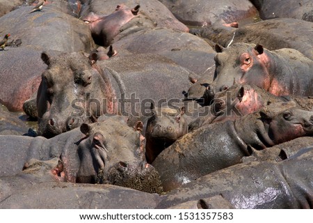 Similar – Foto Bild Viele überfüllte Schweine in einem Bauernhof.