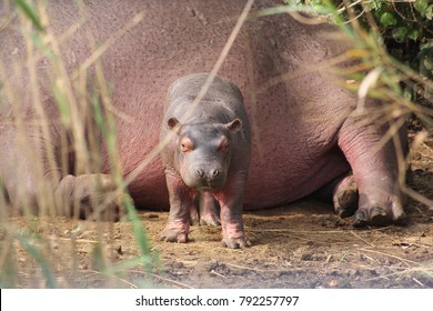 Baby Hippopotamus