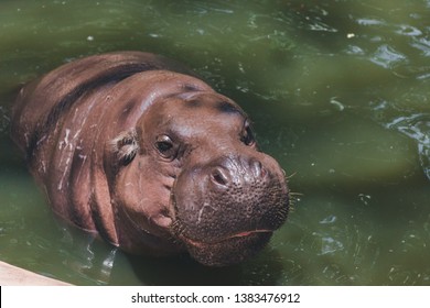 Baby Hippopotamus In The Lake