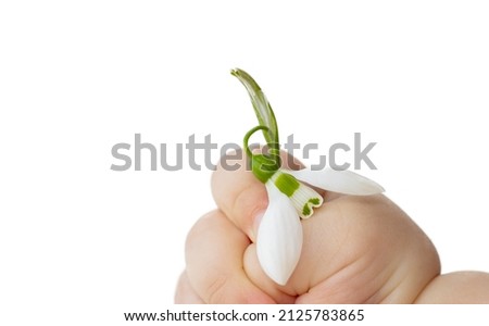 baby is holding tight a flower of snowdrop, on white background. first spring flowers in the forest. helo spring. women's day. march 8