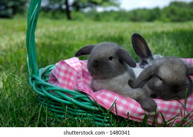 baby holland lop bunnies in a green basket outdoors under blue skies