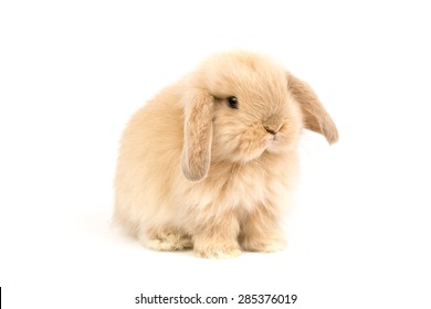 Baby Holland lop rabbit - Isolated on white