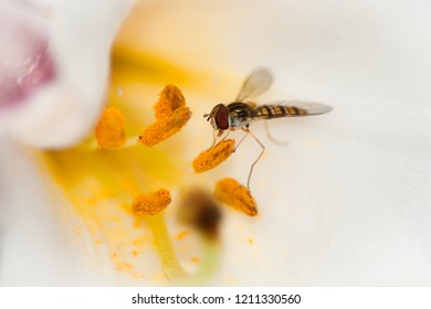 Baby Hornet In Kipling Gardens, Rottingdean, East Sussex, UK