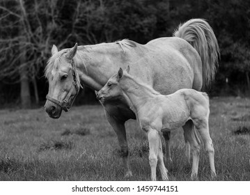 Baby Horse Cuddles Mom Black White Stock Photo (Edit Now) 1459744151