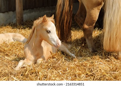 baby horse lie down in the straw in the farm, cute animal view