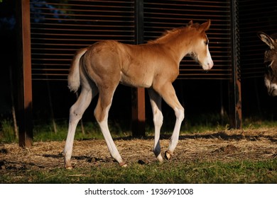 Baby Horse Walking On Farm Through Early Morning Light With Dark Background.