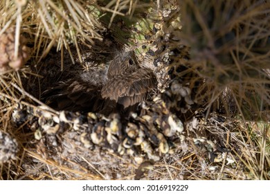 Baby House Finch In A Nest