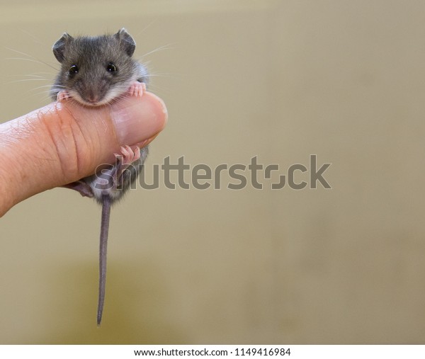 Baby House Mouse Mus Musculus Facing Stock Photo Edit Now