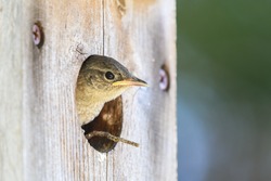 Baby House Wren Peeking Out Of A Bird House