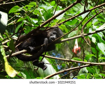 Baby Howler Monkey               