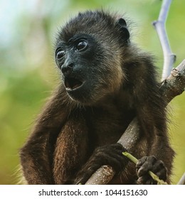 Baby Howler Monkey