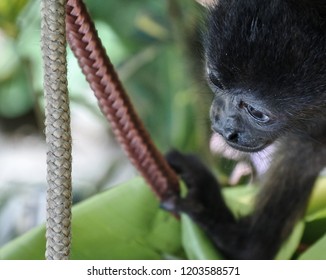 Baby Howler Monkey