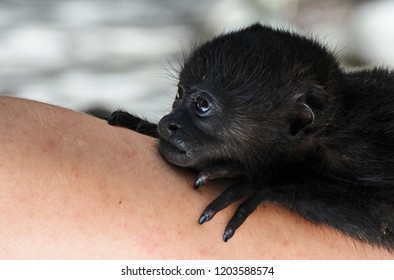 Baby Howler Monkey