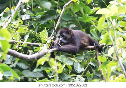 Baby Howler Monkey