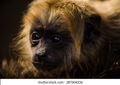 Baby Howler Monkey