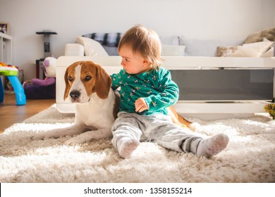 Baby Hugging Tight Beagle Dog In Sunny Room. Dog With A Cute Caucasian Baby Girl On Carpet In Living Room.