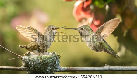 A baby hummingbird opening mouth for food from mother