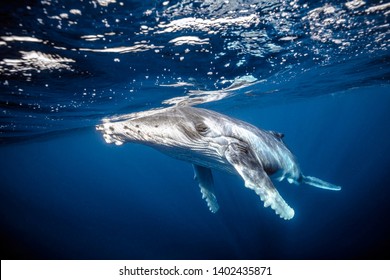 Baby Humpback Whale In Blue Water At Surface