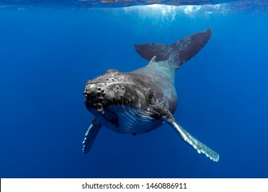 Baby Humpback Whale In Blue Water