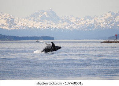 Baby Humpback Whale Breaches In Beautiful Alaska 