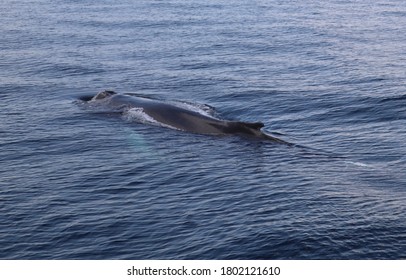 A Baby Humpback Whale In Cape Cod Bay