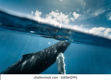 Baby Humpback Whale Close To Surface Half Underwater Photo