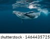 underwater animals
