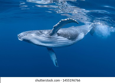 A Baby Humpback Whale Plays Near the Surface in Blue Water - Shutterstock ID 1455196766