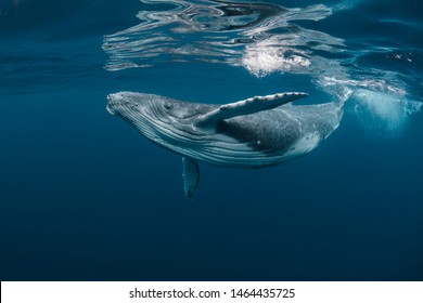Маленький горбатый кит играет у поверхности в голубой воде