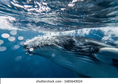 Baby Humpback Whale Plays Near Surface