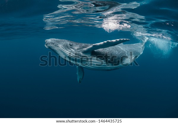 Un Bebe Baleine A Bosse Joue Photo De Stock Modifiable