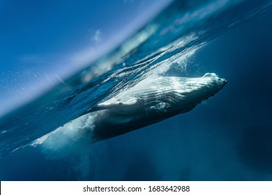 クジラ 綺麗 の写真素材 画像 写真 Shutterstock