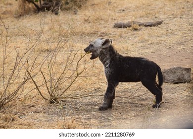 A Baby Hyena In Action