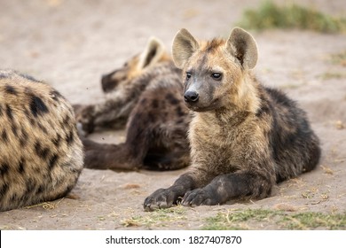 Baby Hyena Lying Down Looking Alert Amongst Its Clan In Savuti In Botswana