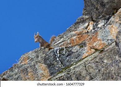 Baby Ibex In The Aosta Valley's Alps