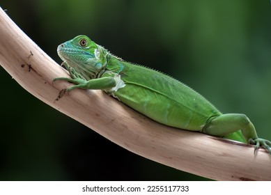 Baby iguana on a tree branch - Shutterstock ID 2255117733