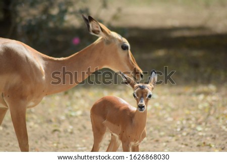 Similar – Image, Stock Photo two from behind Antelope