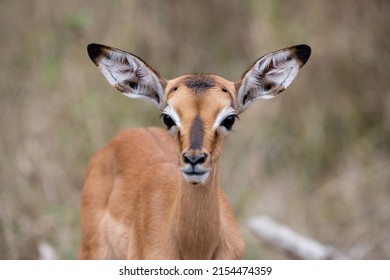 Baby Impala Buck All Ears Listening To Everything