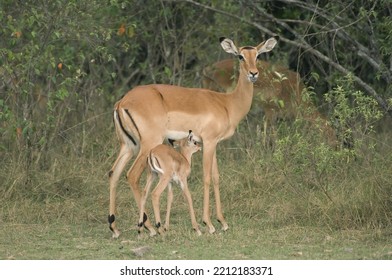 Baby Impala Suckling, Aepyceros Melampus, Bovidae Family, Artiodactyla Order, Nakuru National Park, Kenya