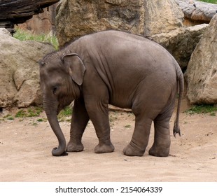 Baby Indian Elephant Image. Photo With The Asian Elephant Calf.