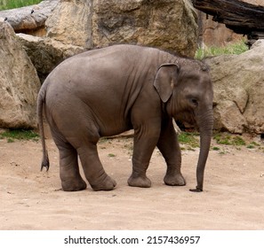 Baby Indian Elephant Image. Photo With The Asian Elephant Calf.	