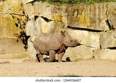 A Baby Indian Rhinoceros Walks Alone April 6 2019.
It Has A Thick Grey-brown Skin With Pinkish Skin Folds And A Black Horn. Its Upper Legs And Shoulders Are Covered In Wart-like Bumps.