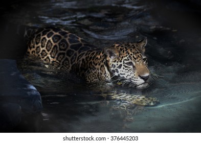 Baby Jaguar Taking Swim Soft Colors Stock Photo 376445203 | Shutterstock