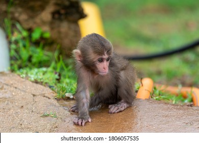 Baby Macaque Images Photos Et Images Vectorielles De Stock Shutterstock