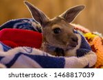 Baby joey kangaroo wrapped in a blanket