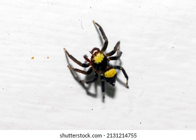 A Baby Jumping Spider In The House.