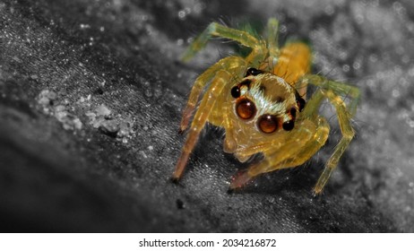 The Baby Jumping Spider On A Leaf