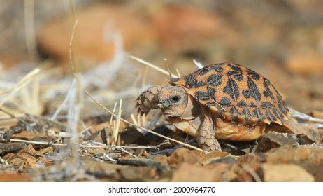 Baby Kalahari Tent Tortoise walking over gravel in the karoo, south africa