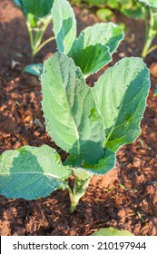 Baby Kale Plant In The Farmland