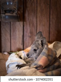 Baby Kangaroo In Artificial Pouch